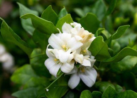 jasmine esssential oil