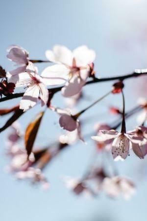 japanese cherry blossom
