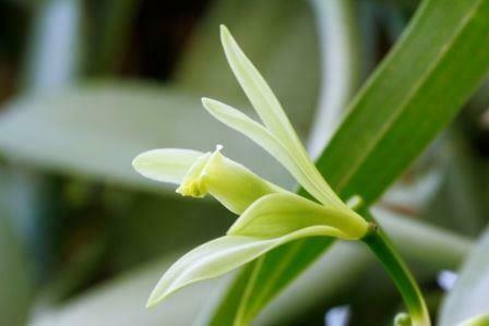 vanilla plantifolia essential oil