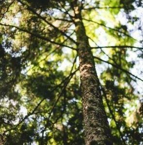 Cedarwood - Essential Oil - Suds N Scents