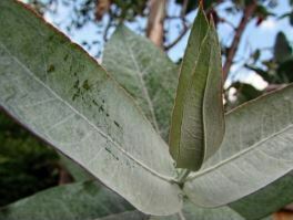 Eucalyptus - Eucalyptus Globulus - Essential Oil