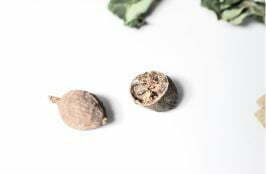 Nutmeg Oil - Essential Oil - Suds N Scents