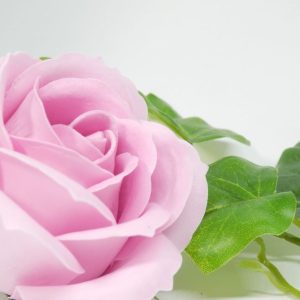 Rose Water Ivy - Fragrance Oil - Suds N Scents