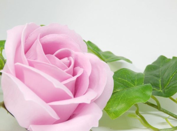 Rose Water Ivy - Fragrance Oil - Suds N Scents