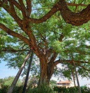 Rosewood Blend - Essential Oil - Suds N Scents