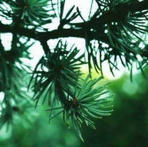 Spruce - Black Wild - Essential Oil - Suds N Scents